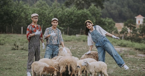 Đồng cừu Yên Thành - góc trời Tây chất phát ngất ở Nghệ An