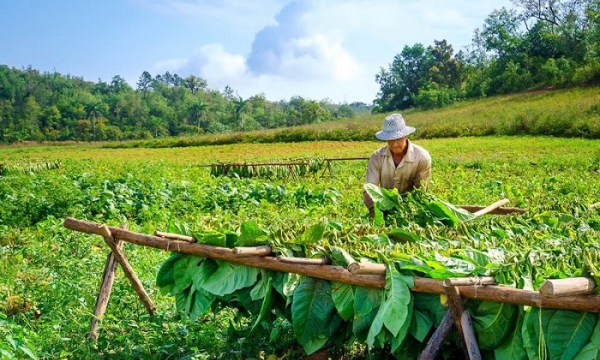 Ghé thăm thung lũng Viñales - Nơi trồng xì gà lớn nhất tại Cuba