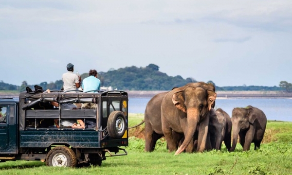 Trải nghiệm tham quan safari ở Châu Phi cực thú vị