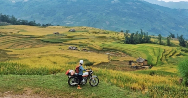 Top 4 địa điểm ngắm lúa chín vàng đẹp nhất khi du lịch Tây Bắc