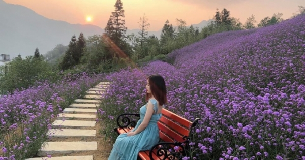 Thả hồn mình vào đồng hoa oải hương tím cả một vùng trời Tây Bắc