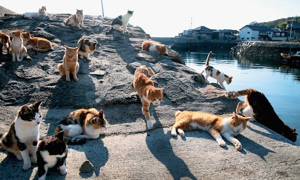 Ghé thăm đảo mèo Tashirojima - Thánh địa cho những người yêu mèo