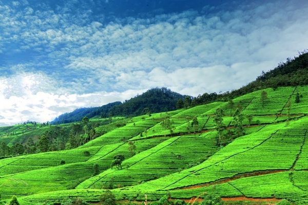 Du lịch Sri Lanka: Khám phá những điểm đến thu hút nhất
