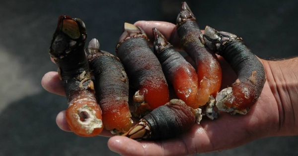 Đặc sản ngón tay quỷ rùng rợn nhưng ngon đến ngỡ ngàng
