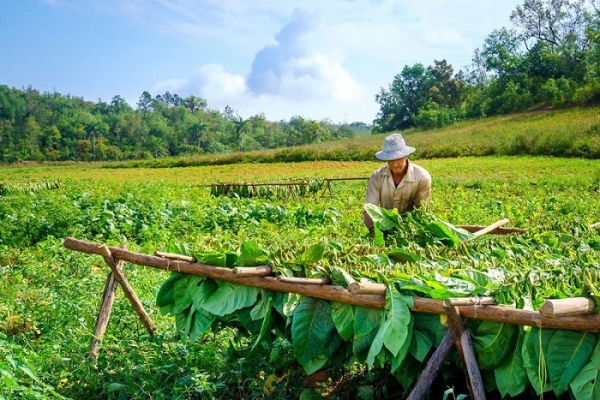 Ghé thăm thung lũng Viñales - Nơi trồng xì gà lớn nhất tại Cuba