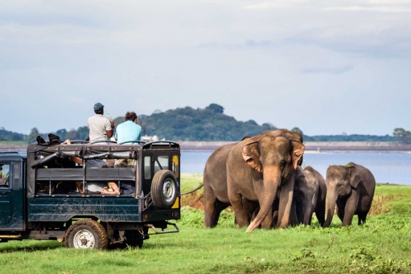 Trải nghiệm tham quan safari ở Châu Phi cực thú vị