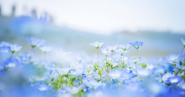 Mùa hoa Nemophila xanh biếc tại công viên Hitachi Seaside