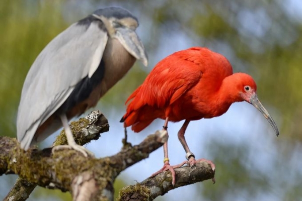Chuyến khám phá thiên nhiên ở Trinidad và Tobago vùng Caribe