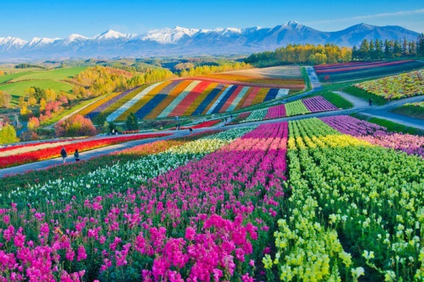 Những cánh đồng hoa ở Châu Âu khiến ai cũng mê mẩn