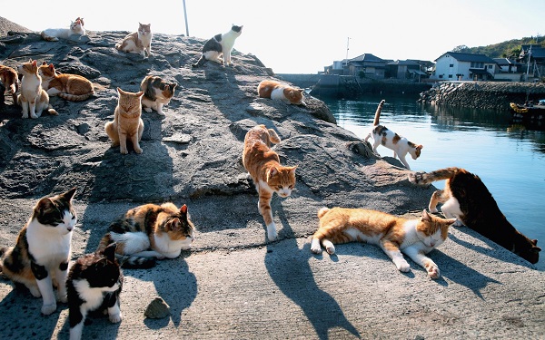 Ghé thăm đảo mèo Tashirojima - Thánh địa cho những người yêu mèo